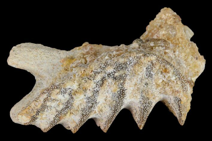 Cretaceous Lungfish (Ceratodus) Tooth Plate - Morocco #115265
